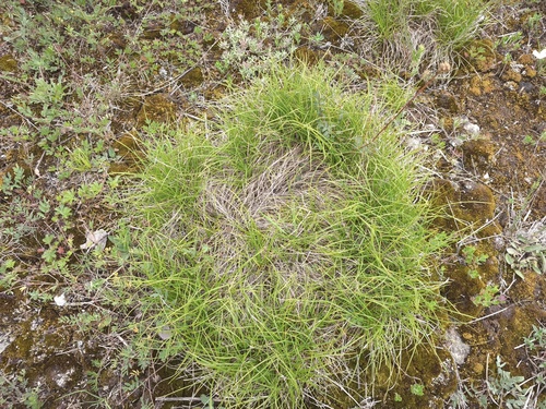 Carex humilis