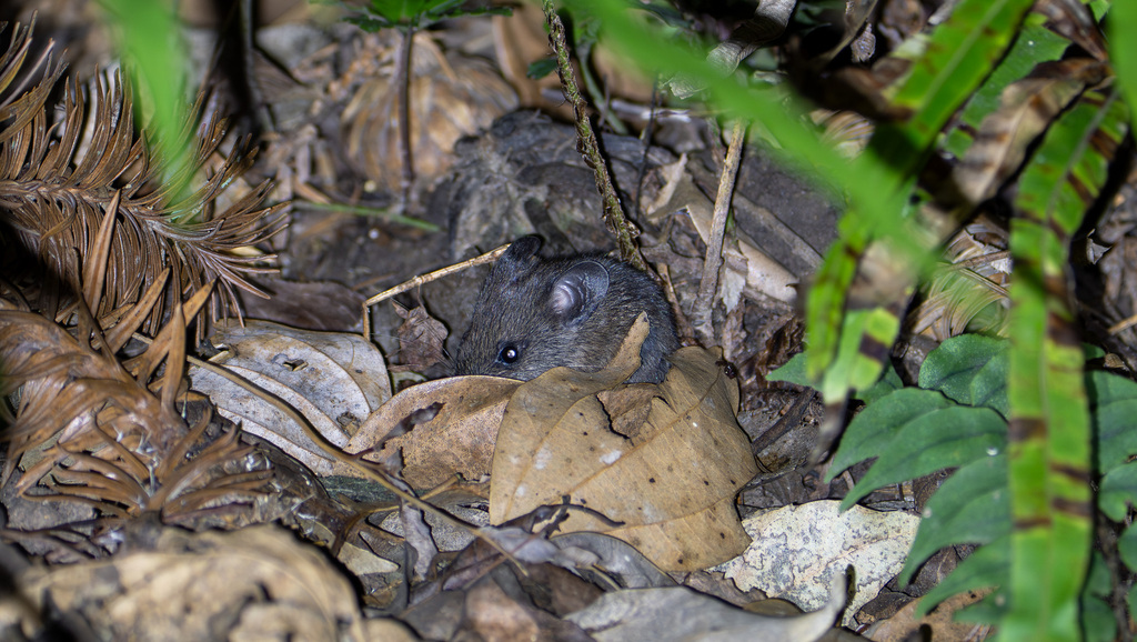 Chevrier's Field Mouse