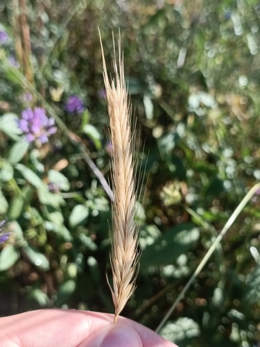 Hordeum bulbosum observed 2026-06-14