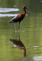 Plegadis falcinellus