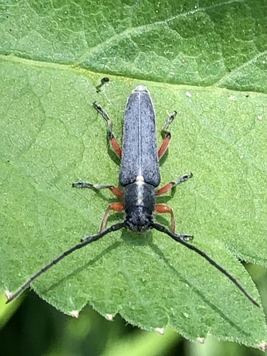 Phytoecia icterica