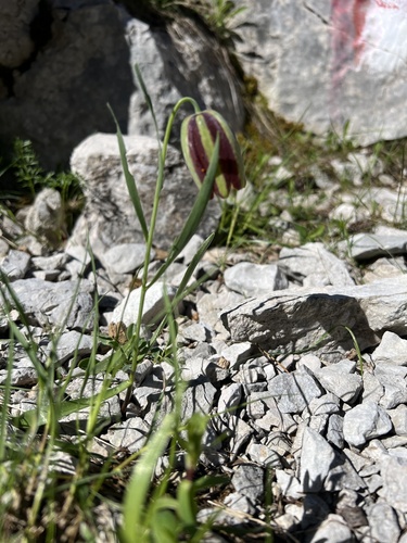 Fritillaria messanensis