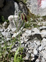 Fritillaria messanensis