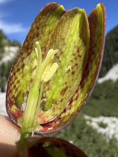 Fritillaria messanensis, photograph 2