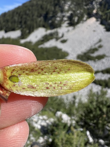Fritillaria messanensis, photograph 3
