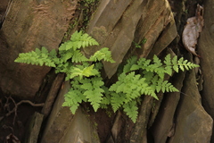 Cystopteris bulbifera