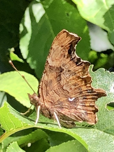 European Comma