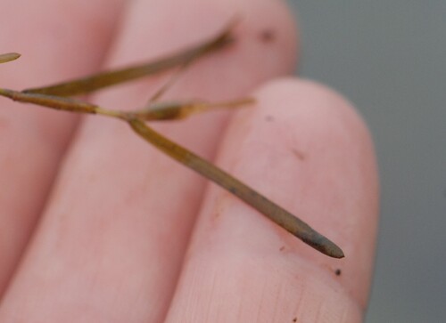 Potamogeton pusillus, photograph 5