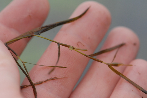 Potamogeton pusillus, photograph 6
