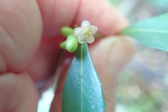 Maytenus acuminata