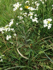 Arabidopsis arenosa