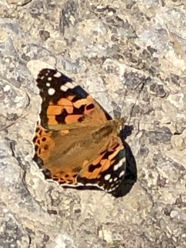 Painted Lady
