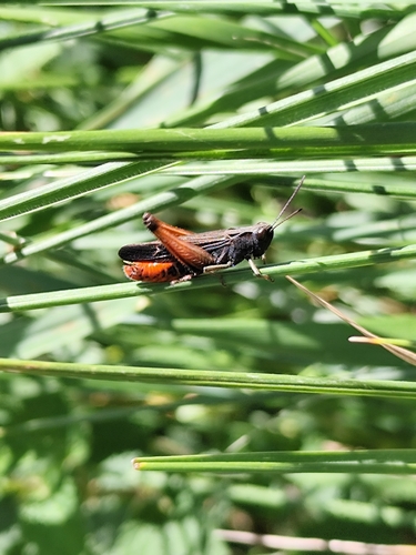 Woodland Grasshopper