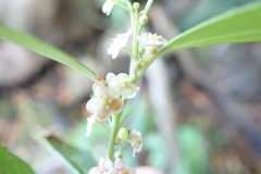 Maytenus acuminata