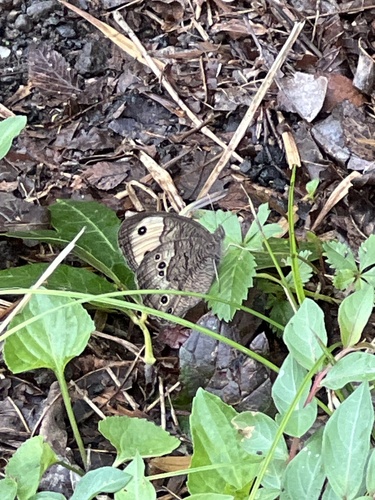 Common Wood-Nymph