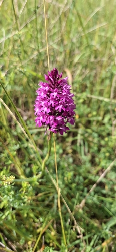 pyramidal orchid