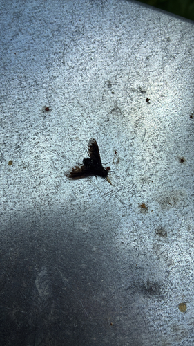 Anthracite Bee-Fly