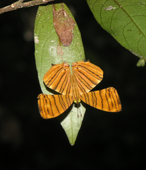 Chersonesia risa risa