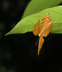 Chersonesia risa risa