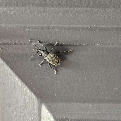 Black Vine Weevil