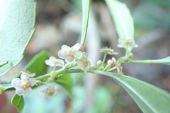 Maytenus acuminata