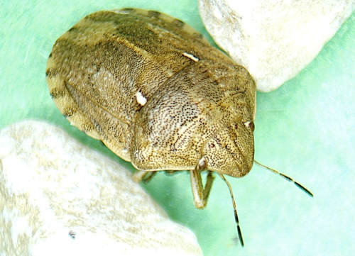 European Tortoise Bug