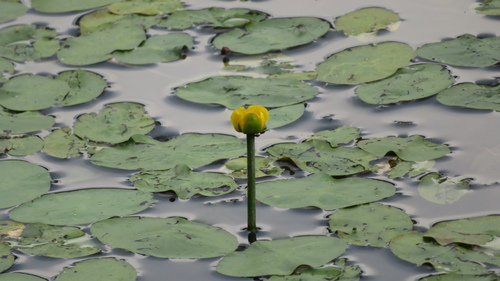 Nuphar subintegerrima iNat (3)