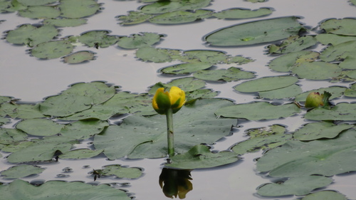 Nuphar subintegerrima, photograph 4