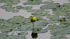 Nuphar subintegerrima, photograph yajapin, CC BY, iNaturalist via GBIF