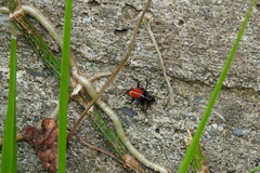 Conocephalus melaenus