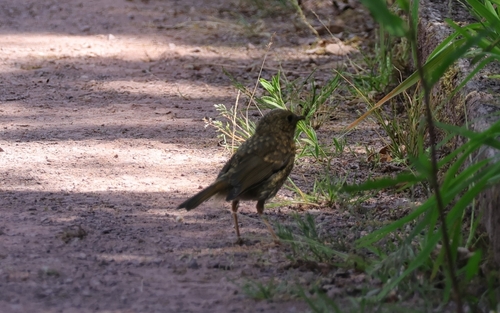 European Robin