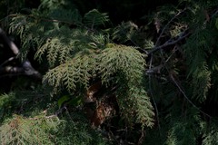 Chamaecyparis formosensis