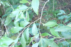 Maytenus acuminata