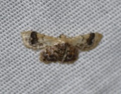 Idaea asceta