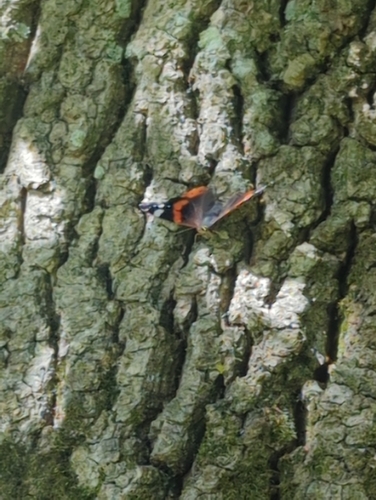 Red Admiral