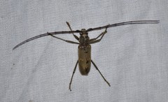 Susuacanga stigmatica