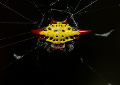Gasteracantha sauteri