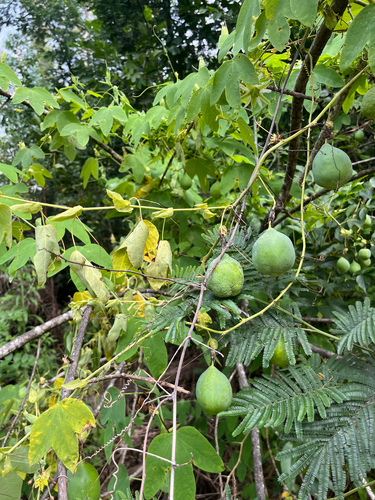 Passiflora subpeltata observed 2026-06-13