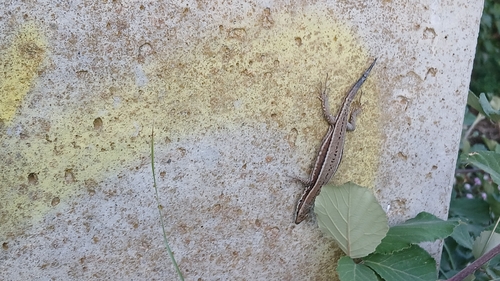Common Wall Lizard