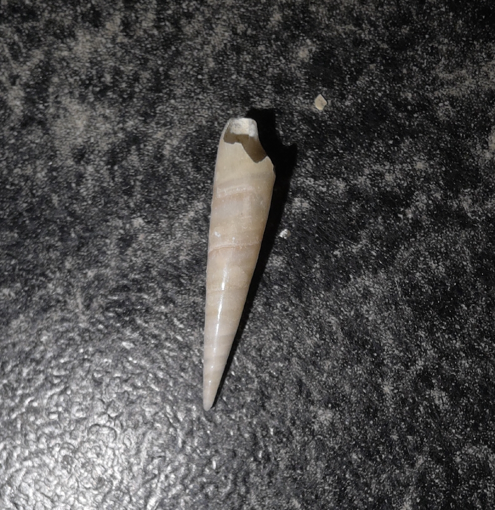 Melanella alba