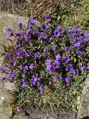 Aubrieta deltoidea