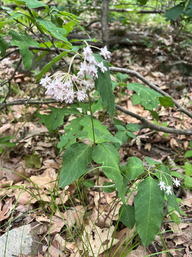 Asclepias quadrifolia, photograph 4