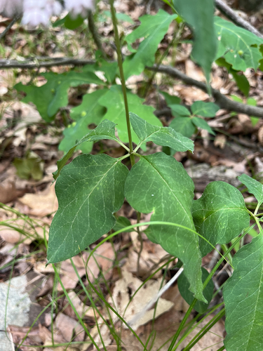 Asclepias quadrifolia, photograph 6