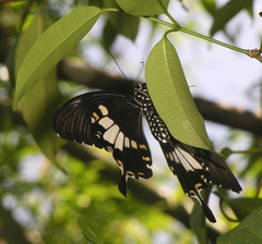 Papilio nephelus chaon