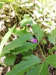 Cardamine glanduligera