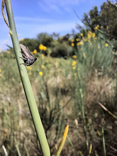 Horned Treehopper