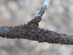 Melanohalea septentrionalis