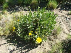 Grindelia chiloensis