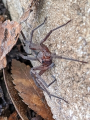 Ctenus exlineae