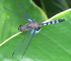 Erythrodiplax kimminsi